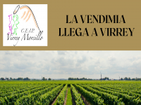 VENDIMIA EN VIRREY